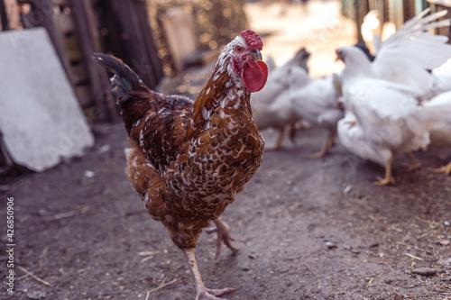 Chicken at the farm, hen, domestic bird