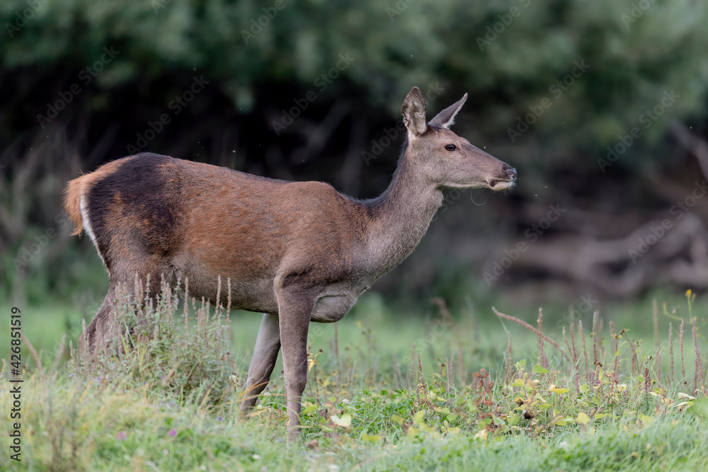 Beautiful deer female at grazing (Cervus elaphus) Beautiful deer female at grazing (Cervus elaphus)