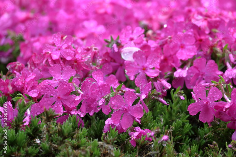 Obraz premium 大川村の芝桜 花びらに雨粒 （高知県）