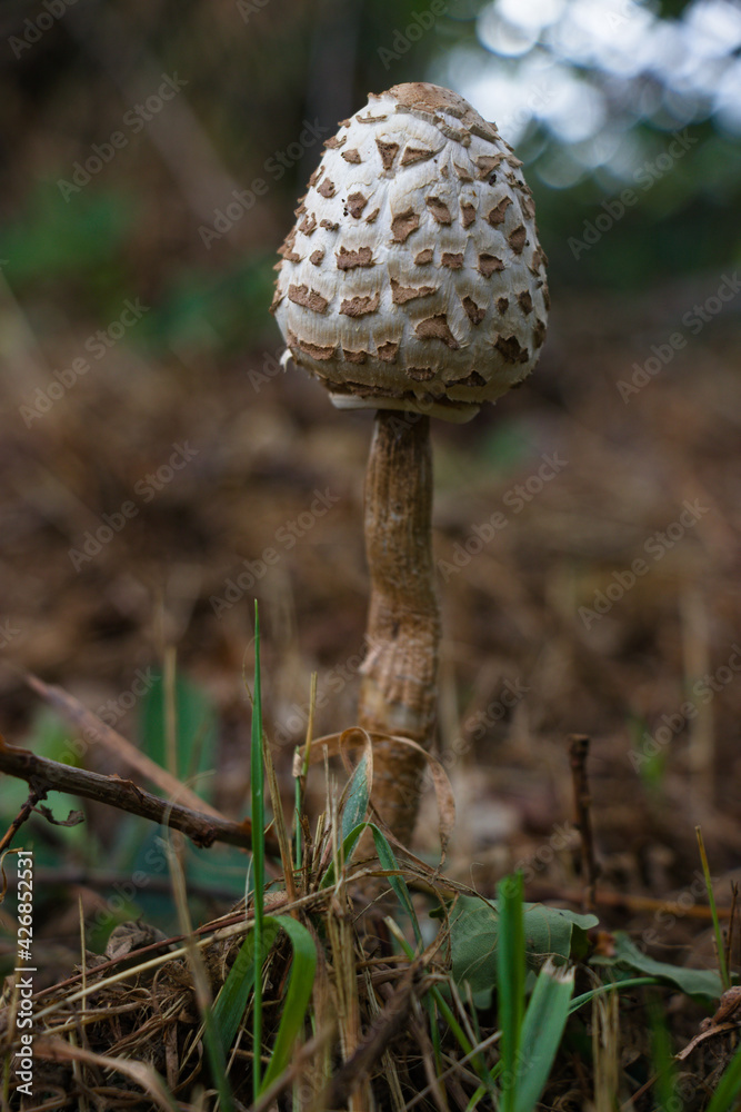 champignon en forêt champignon en forêt