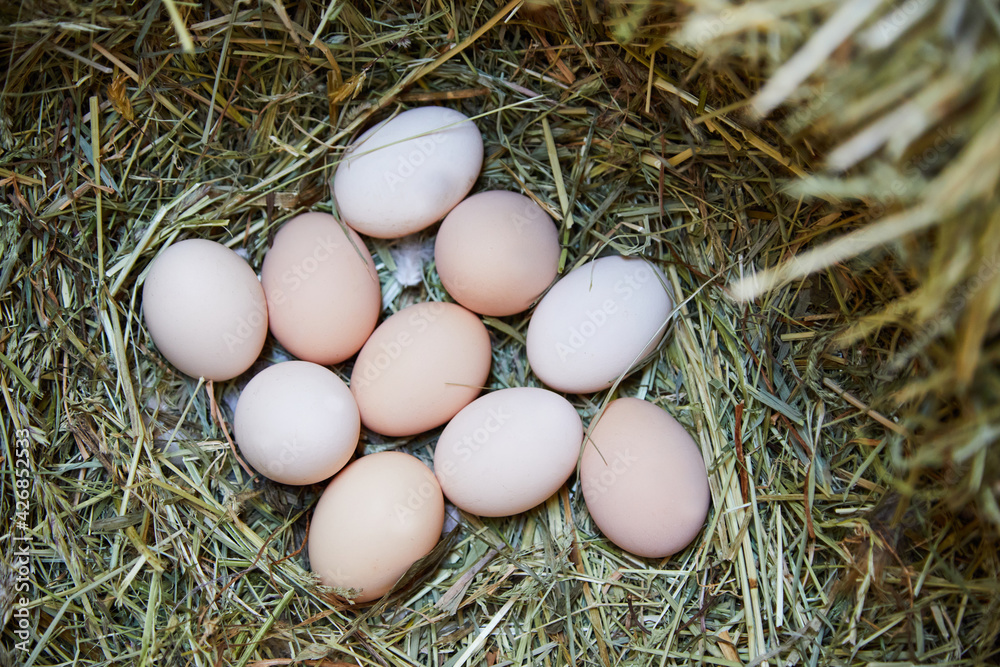 Eggs lying in the hay on a farm. Top shot. The egg is a natural product that has been an important food since the beginning of human history because of its nutritional value. Eggs lying in the hay on a farm. Top shot. The egg is a natural product that has been an important food since the beginning of human history because of its nutritional value.
