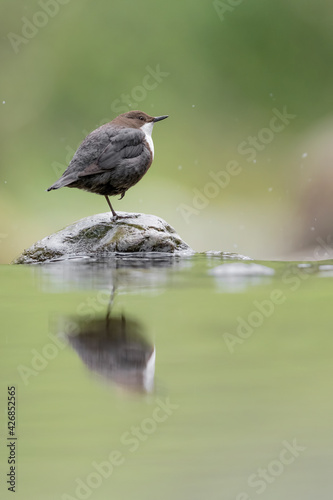 European dipper perched on stone at morning (Cinclus cinclus)