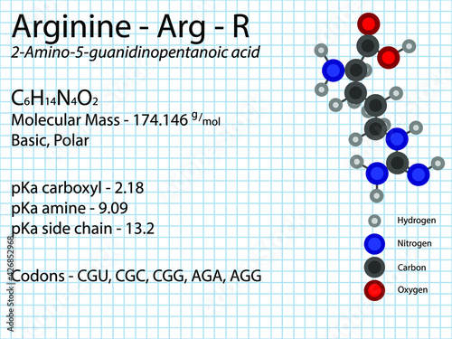 Arginine - Arg - R - Essential Amino Acid molecular formula, chemical structure, pKa, pKb, codons, mass. 2D Ball and stick model on school paper sheet background.