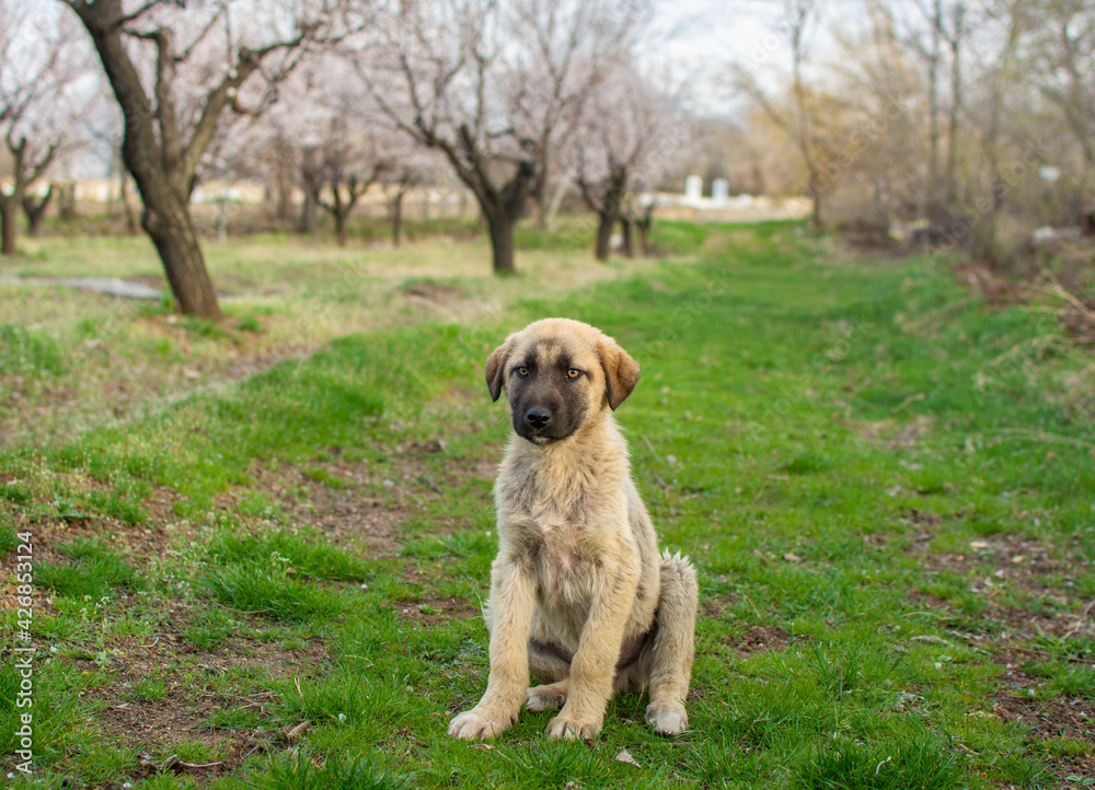 The lovely stray dog ​​poses on the grass.The dog is looking desperate.