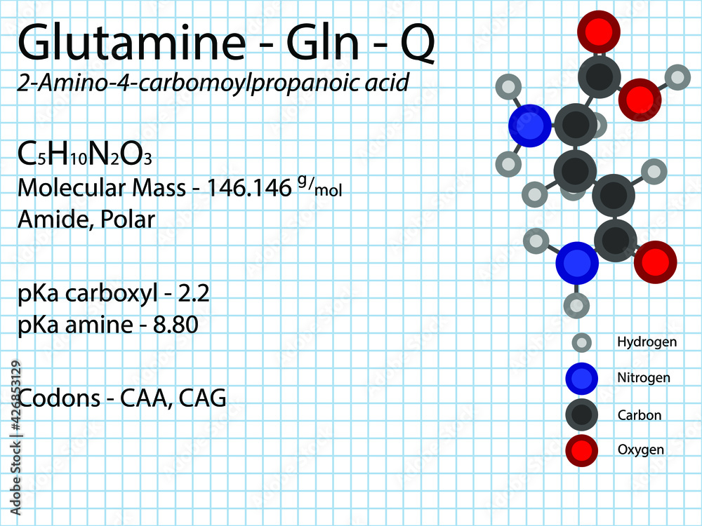 Glutamine Gln Q Conditionally Essential Amino Acid molecular