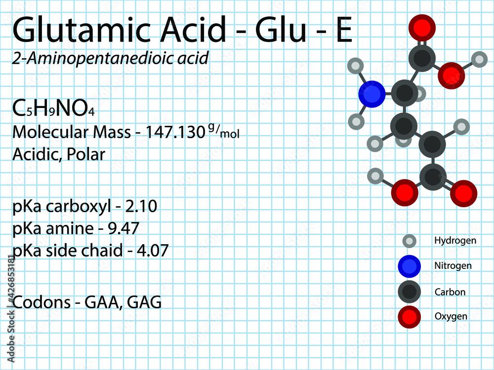 Vecteur Stock Glutamic acid Glu E Non Essential Amino Acid