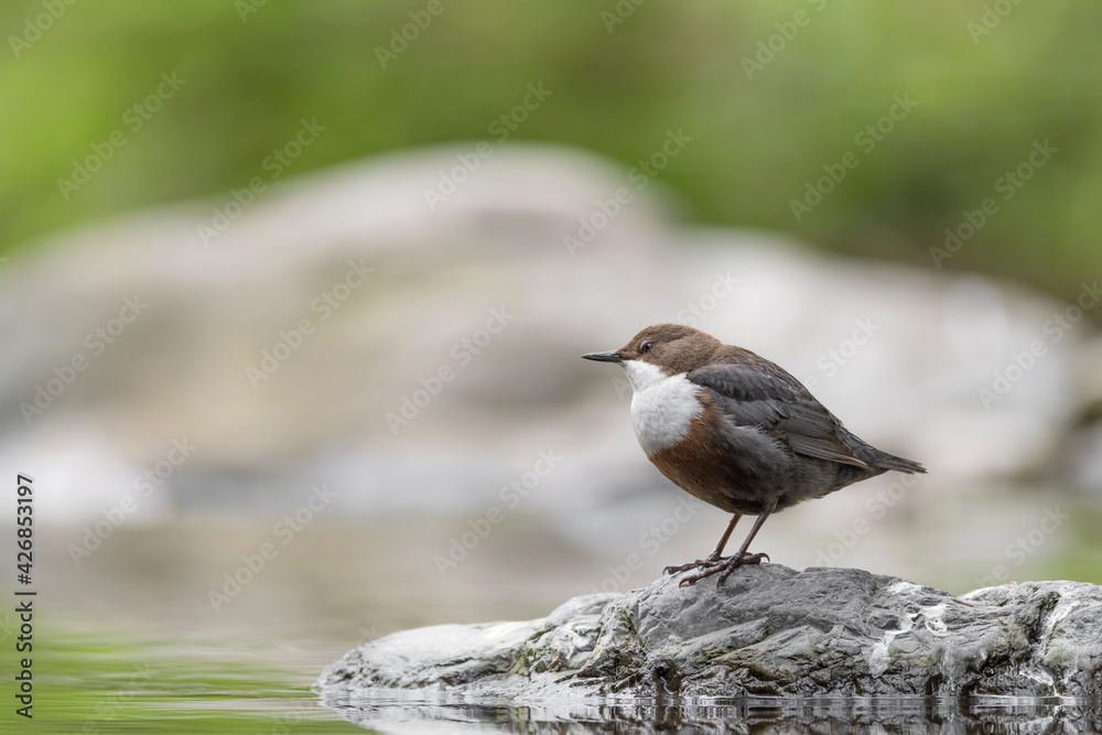 Portrait of Dipper on riverbank in the Alps mountains (Cinclus cinclus) Portrait of Dipper on riverbank in the Alps mountains (Cinclus cinclus)