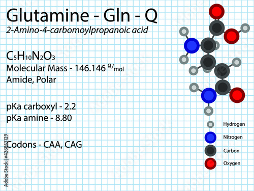 Glutamine - Gln - Q - Conditionally Essential Amino Acid molecular formula, chemical structure, pKa, pKb, codons, mass. 2D Ball and stick model on school paper sheet background.