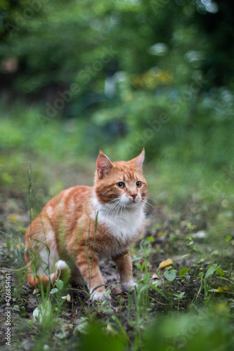 Red cat was frightened and prepared to run away