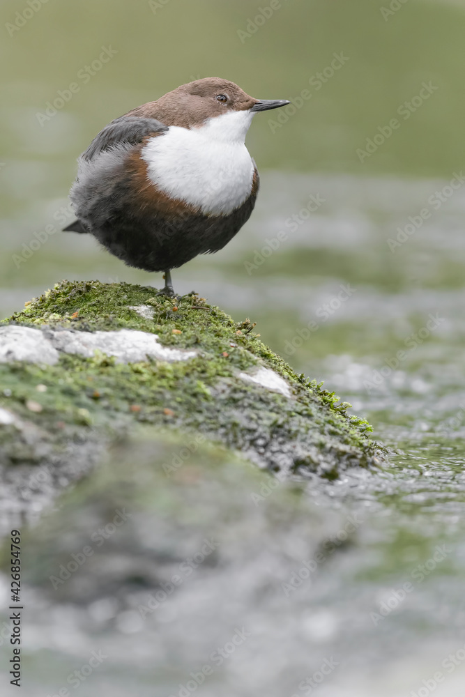 Wonderful portrait of Dipper on the river (Cinclus cinclus) Wonderful portrait of Dipper on the river (Cinclus cinclus)