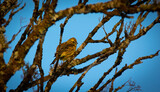 Yellowhammer resting on a branch Emberiza citrinella.
