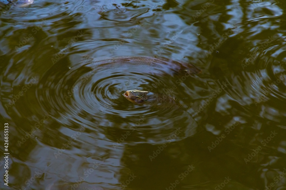 Peixes na água. Alguns peixes na superfície da água com a boca aberta. Foto feita no lago do Parque Balneário.