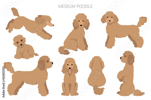 Medium poodle clipart. Different poses, coat colors set