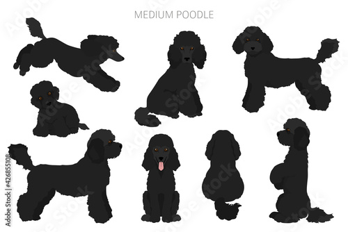 Medium poodle clipart. Different poses, coat colors set photo