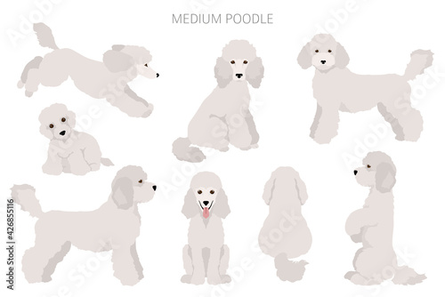 Medium poodle clipart. Different poses, coat colors set