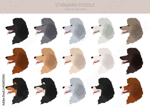 Standard poodle clipart. Different poses, coat colors set