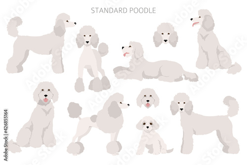 Standard poodle clipart. Different poses, coat colors set photo