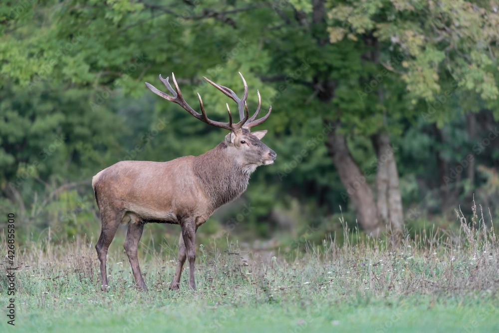 Majestic Red deer male at the edge of the forest (Cervus elaphus) Majestic Red deer male at the edge of the forest (Cervus elaphus)