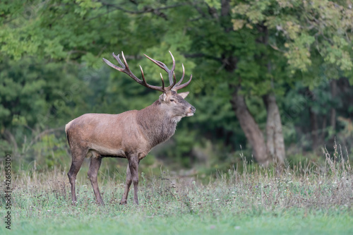 Majestic Red deer male at the edge of the forest  Cervus elaphus 