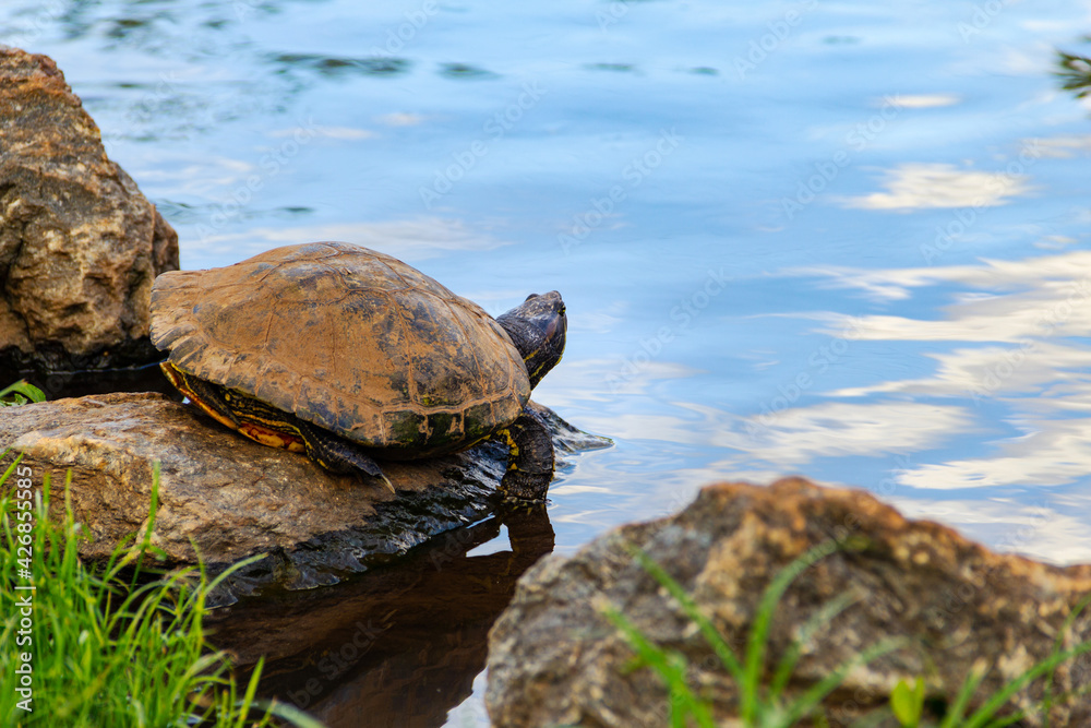 Uma tartaruga descansando sobre uma pedra na beirada do lago. Foto feita no Lado do Parque Balneário.