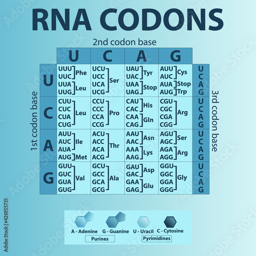 Table of RNA Codons - Genetic biological code of amino acids. Amino acid sequence chart with nitrogenous base icons - Guanine, Adenine, Cytosine, Uracil