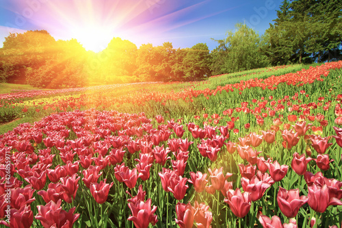 Beautiful tulips flowers field in summer day