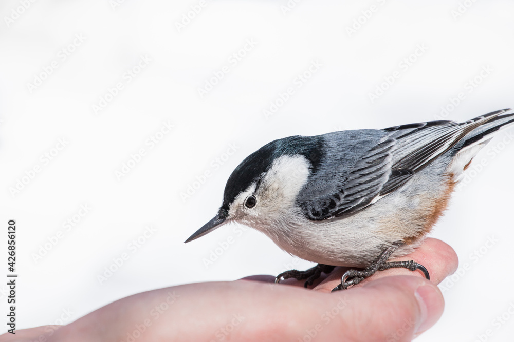 Fototapeta premium Bird feeding - Songbird sitting on a hand