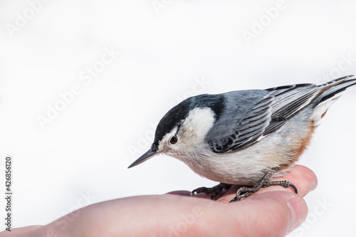 Bird feeding - Songbird sitting on a hand