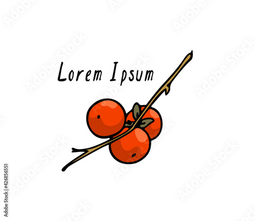 Vector card with hand drawn graceful persimmon branch with ripe orange fruit. Beautiful ink drawing, graphic style. Food and nature design elements.