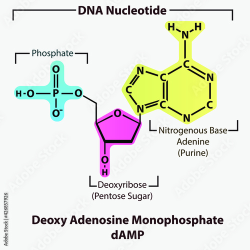 Deoxy Adenosine Monophosphate dAMP Nucleotide strcuture, building block of DNA molecule - sugar, phosphate and nitrogenous base. photo