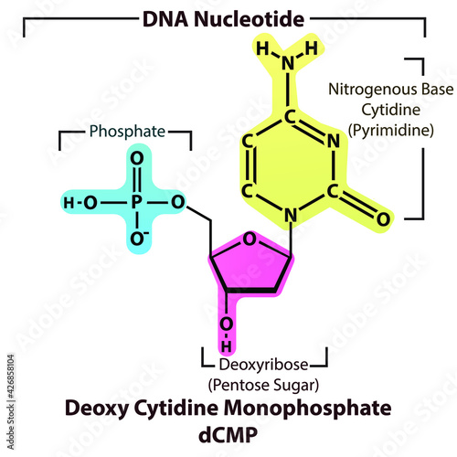 Deoxy Cytidine Monophosphate dCMP Nucleotide strcuture, building block of DNA molecule - sugar, phosphate and nitrogenous base.