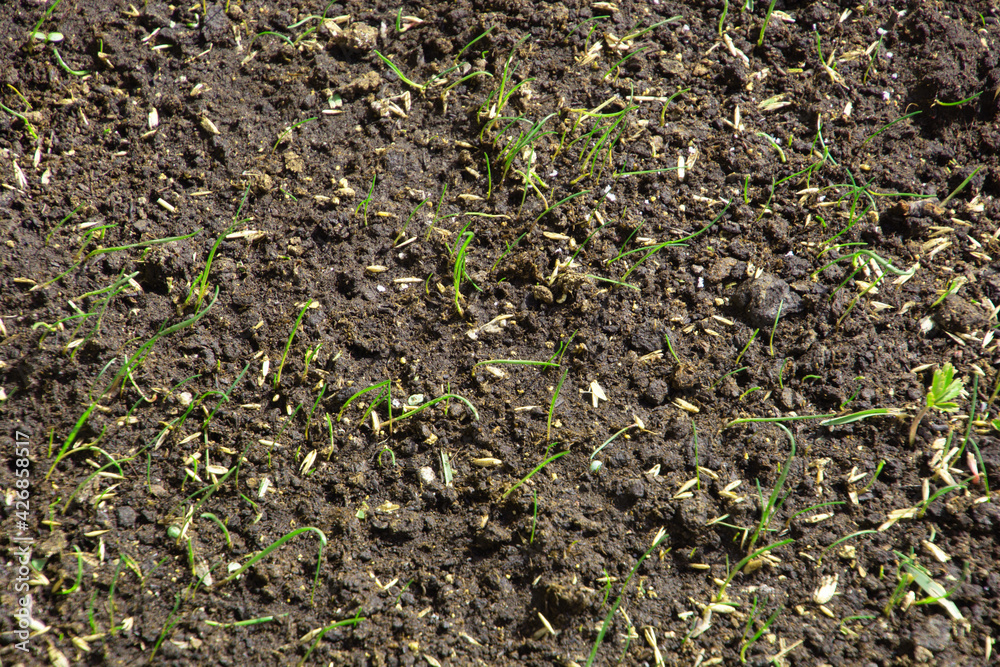 grass seed and fresh blades of grass in brown wet soil grass seed and fresh blades of grass in brown wet soil