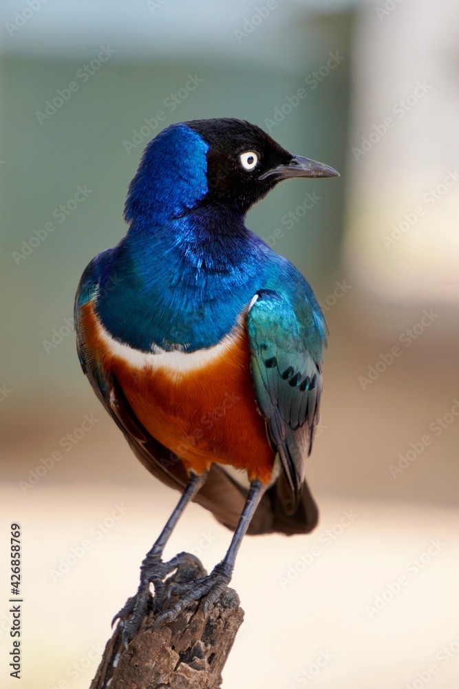 beautiful colorful bird, closeup. incredible African bird sitting on a branch in Tanzania beautiful colorful bird, closeup. incredible African bird sitting on a branch in Tanzania