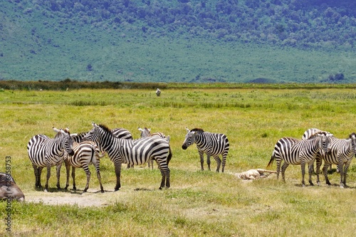 Cute zebras on Safari in Tanzania  Africa  very adorable wild animals  wildlife  nature