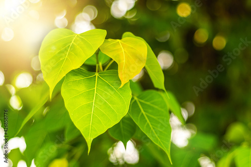 Close up of fresh Green Bo Leaf With Sunlight In The Morning. Bodhi pipal tree Tree Leaves  photo