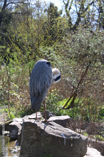 heron resting in the sun in the park