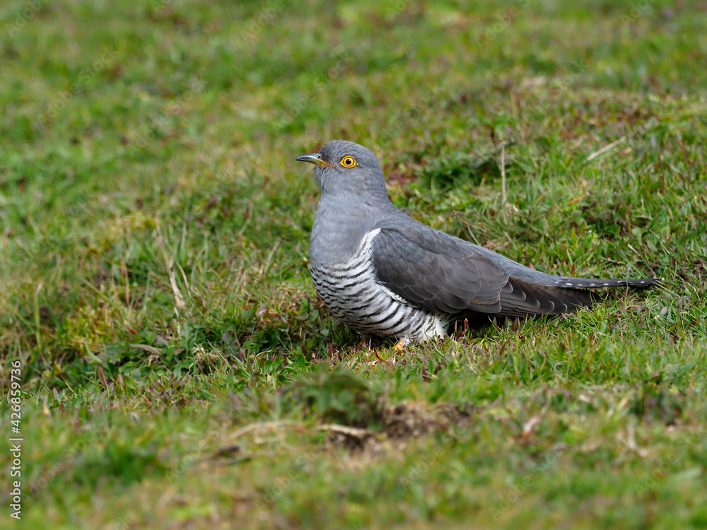 Cuckoo, Cuculus canorus