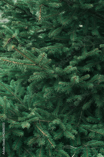 Close-up of green spruce branch. Tree in forest. Beautiful nature. Background nature texture.
