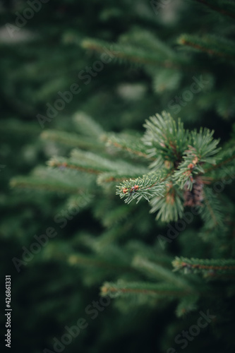 Close-up of green spruce branch. Tree in forest. Beautiful nature. Background nature texture.