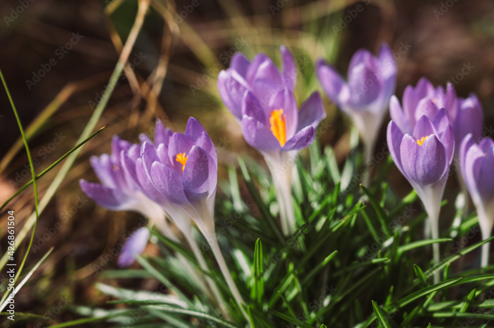 Blooming crocuses in garden. Close-up of beautifull purple flowers. Spring time. Blooming crocuses in garden. Close-up of beautifull purple flowers. Spring time.