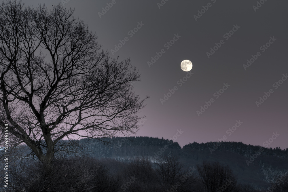 Fototapeta premium Baum ohne Blätter im Herbst vor Wald und Bergen mit Mond im Hintergrund