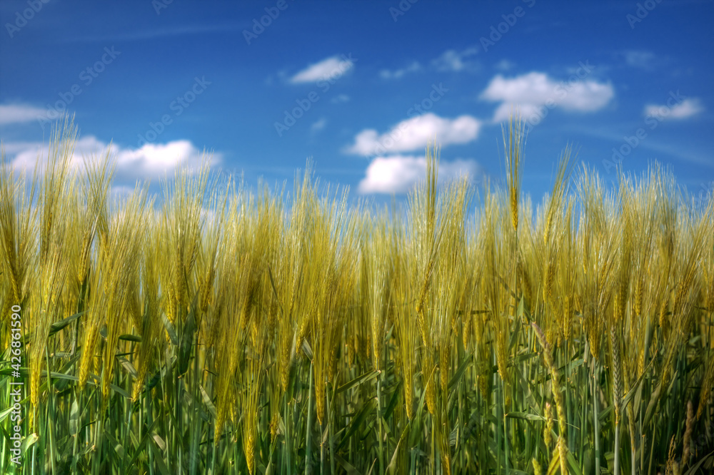 Landwirtschaftliches Kornfeld vor blauem Himmel Landwirtschaftliches Kornfeld vor blauem Himmel