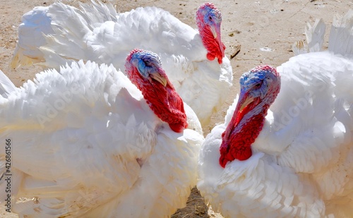 Turkey-Birds photo