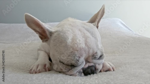 White dog sleeping and dreaming- Buldog French