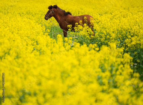 A horse in golden rape flowers