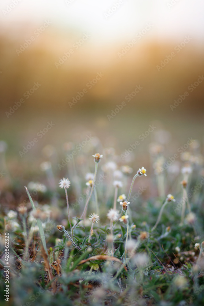 Selective focus of Coatbuttons flower, Mexican daisy flower