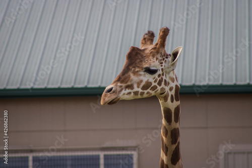 Photography close up of a giraffe