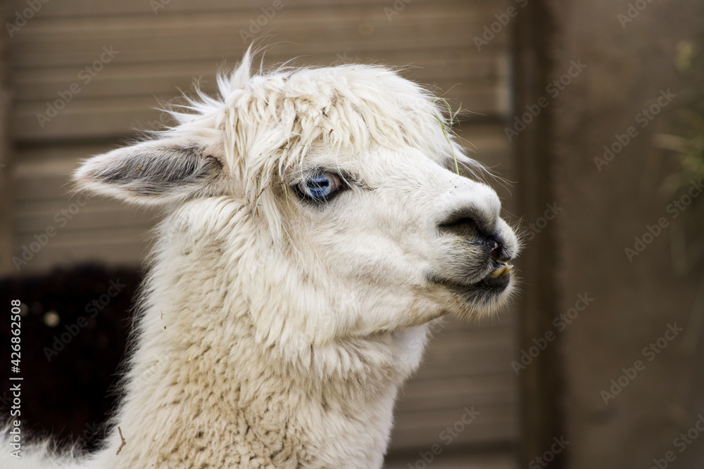 Obraz premium white alpaca portrait