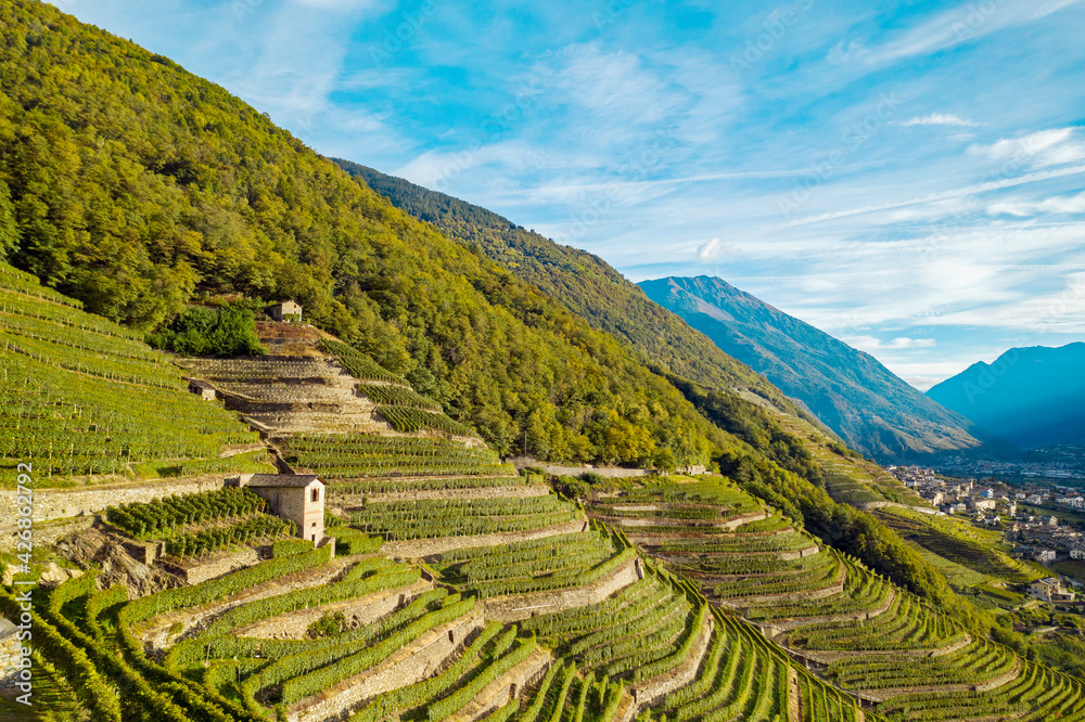 terraces planted with vineyards in the Bianzone area, Valtellina, Italy