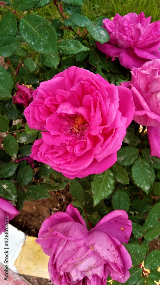 beautiful pink rose flower beautiful pink rose flower